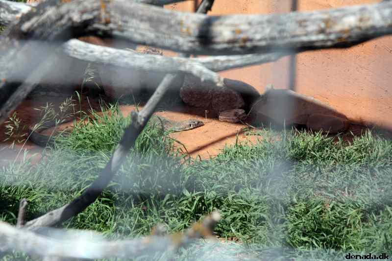 * Image 42