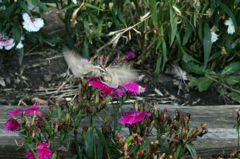 * Image 92