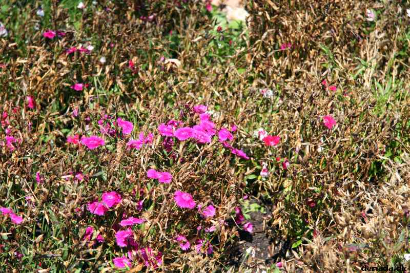 * Image 93