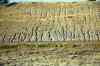 200909010540m.jpg - 2009:09:01 18:32:12