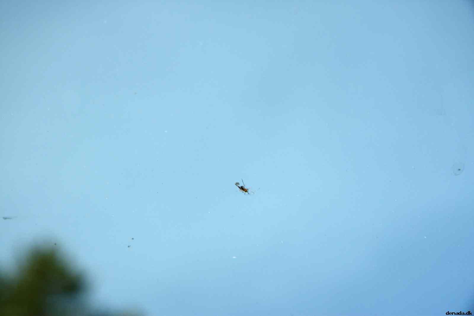 * Image 3