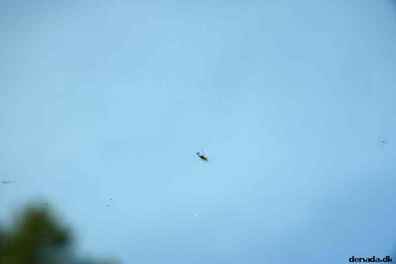 * Image 3
