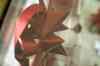 200912060055m.jpg - 2009:12:06 16:59:31