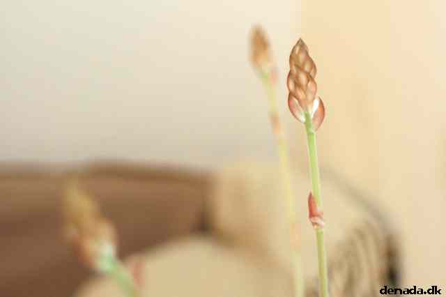 * Image 62