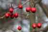 200912190055m.jpg - 2009:12:19 14:49:30