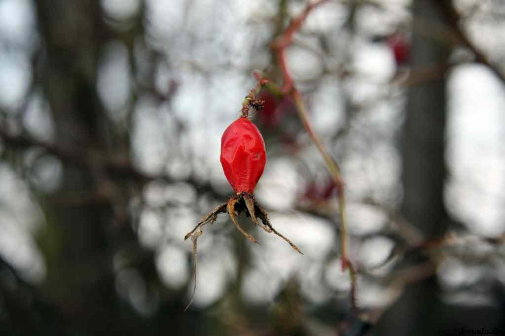 * Image 15