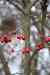 200912190053m.jpg - 2009:12:19 14:49:15