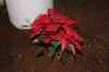 tenerife0294.jpg - 2010:01:24 22:51:56