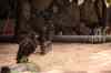 tenerife1915.jpg - 2010:01:30 16:03:32