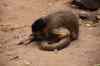 tenerife1974.jpg - 2010:01:30 16:17:25