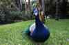 tenerife2244.jpg - 2010:01:30 17:27:56