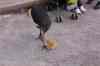tenerife2267.jpg - 2010:01:30 17:30:36