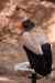 tenerife1894.jpg - 2010:01:30 15:56:31