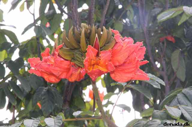* Image 1276