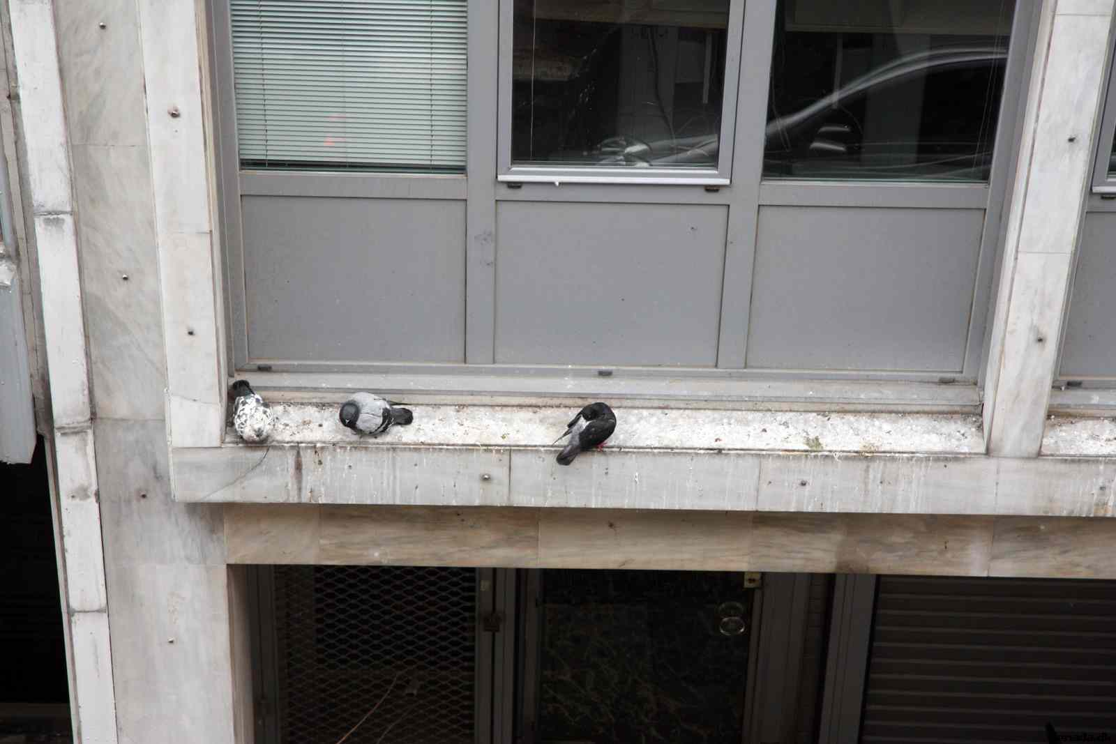 * Image 5