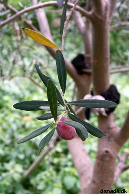 * Image 146