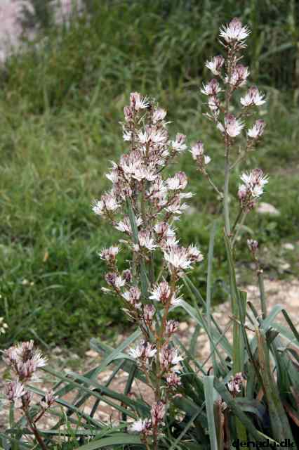 * Image 269