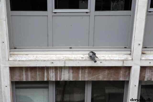 * Image 4