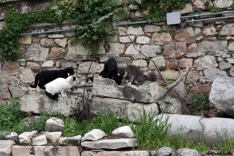 * Image 161