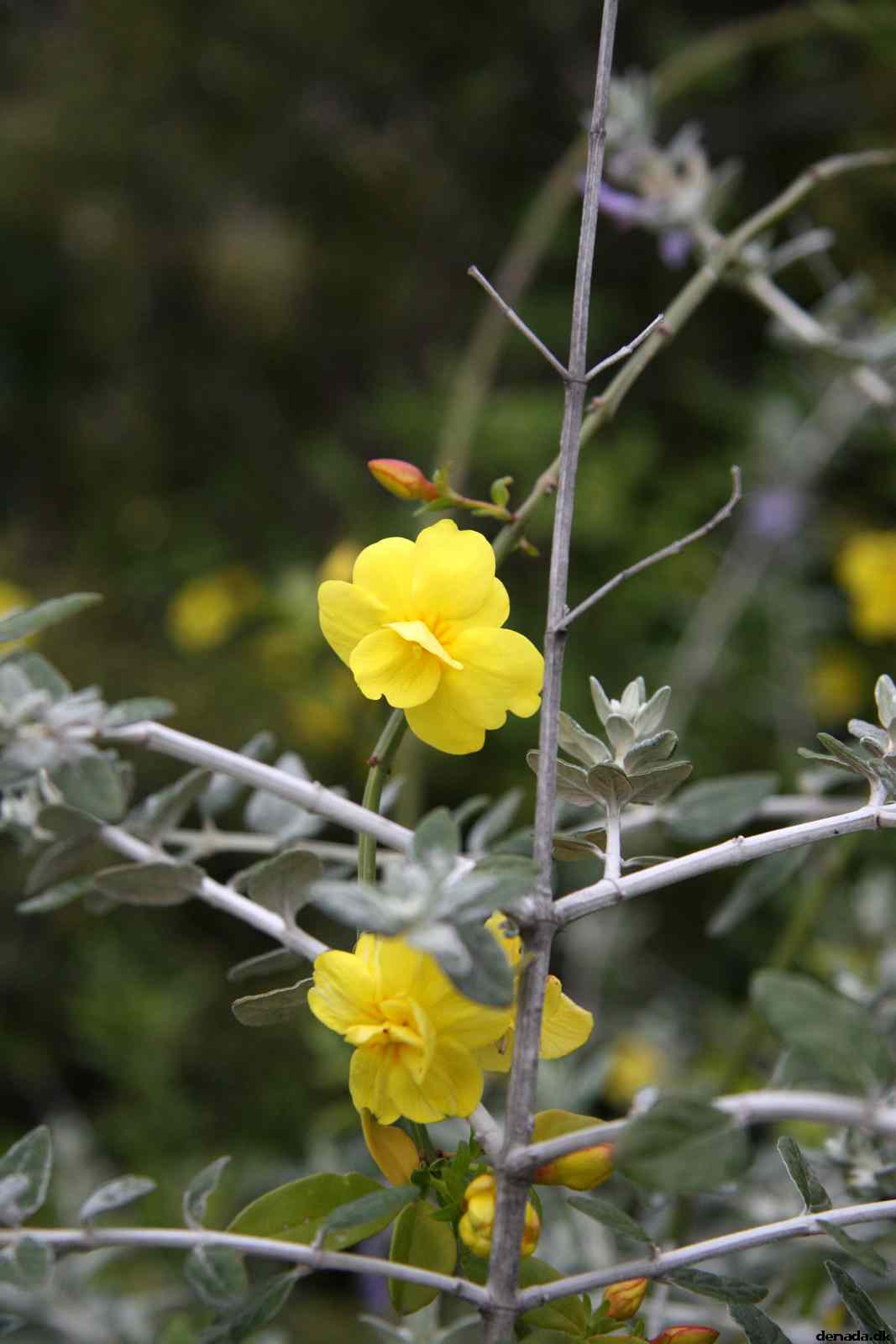 * Image 192