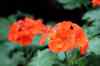 201001280818m.jpg - 2010:01:28 12:22:33