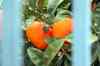 201001280860m.jpg - 2010:01:28 12:54:12
