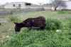 201001280870m.jpg - 2010:01:28 13:08:17