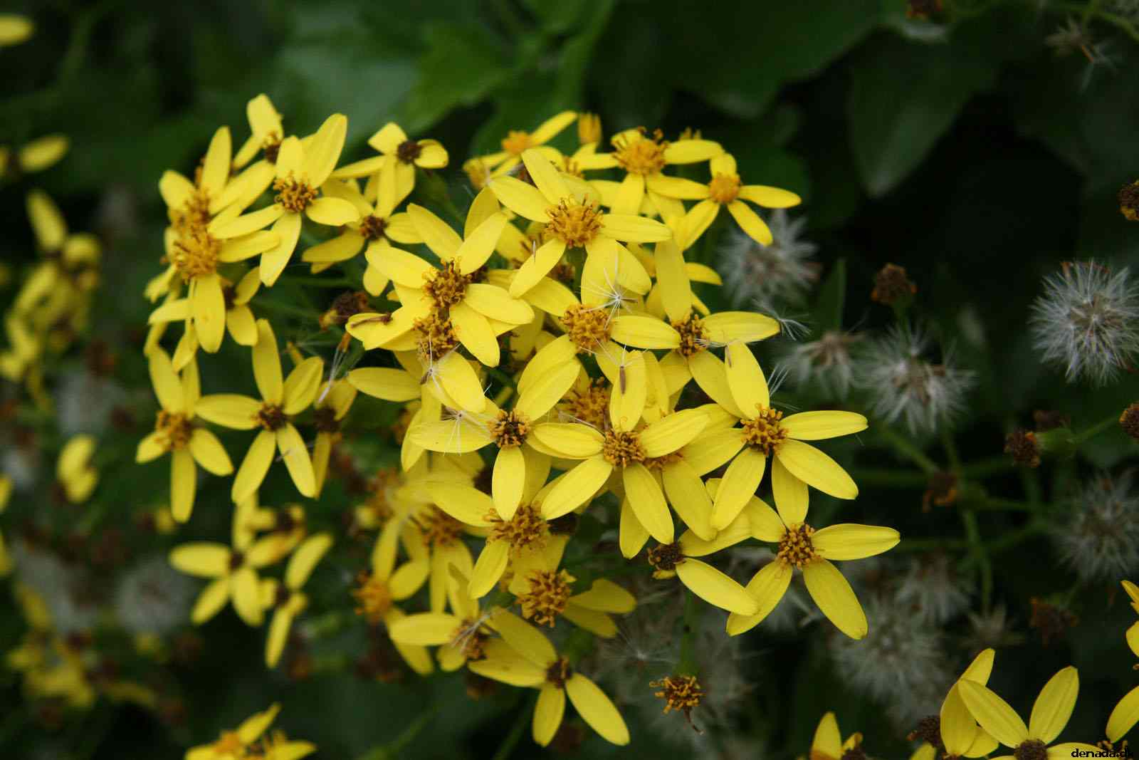 * Image 116