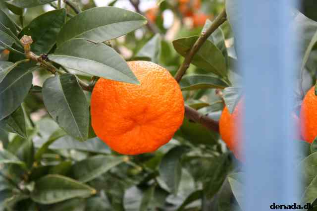 * Image 101
