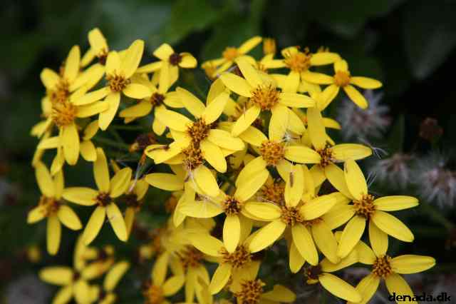 * Image 115