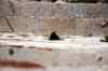 201001291185m.jpg - 2010:01:29 11:31:55