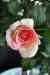 201001301394m.jpg - 2010:01:30 11:01:04