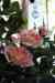 201001301396m.jpg - 2010:01:30 11:01:30