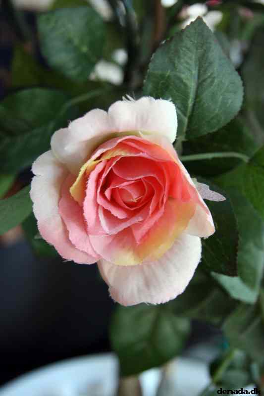 * Image 51