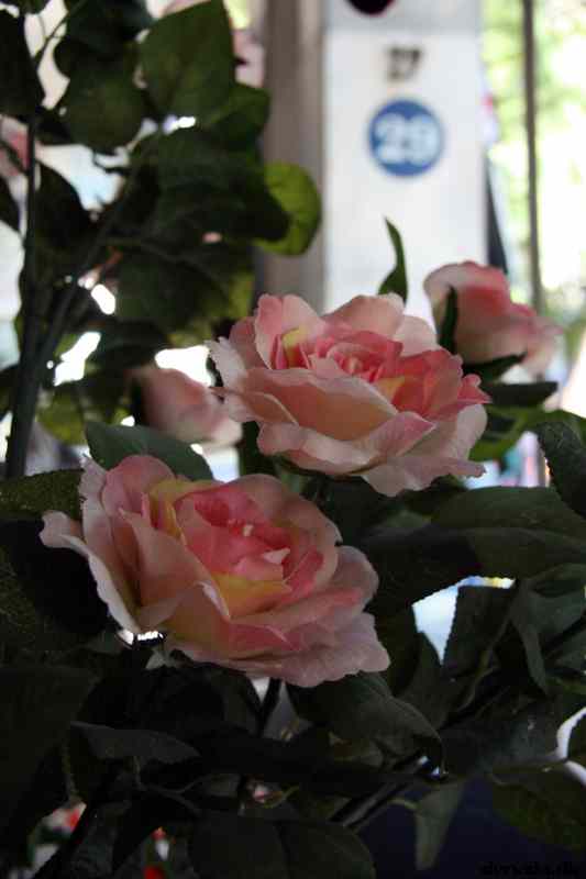 * Image 55
