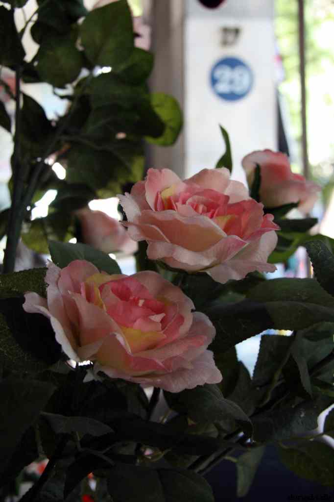 * Image 55