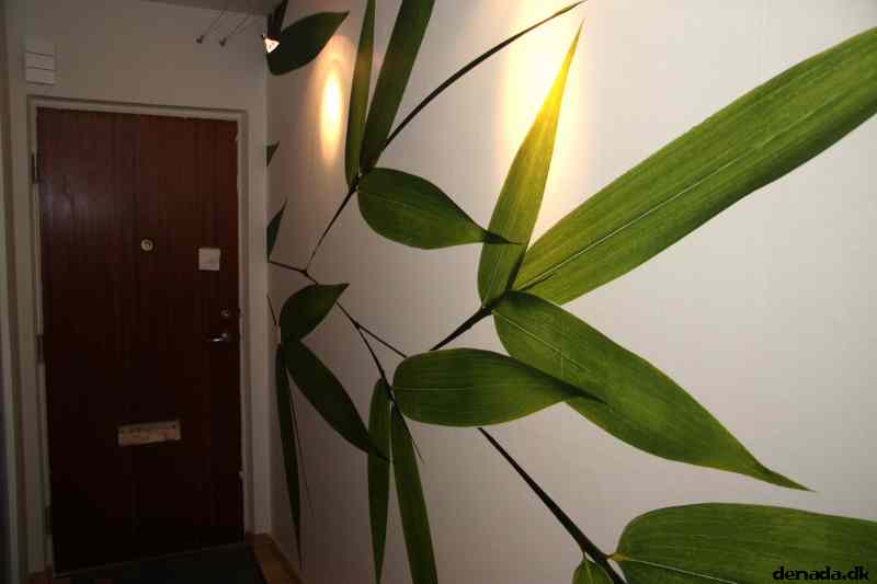 * Image 3