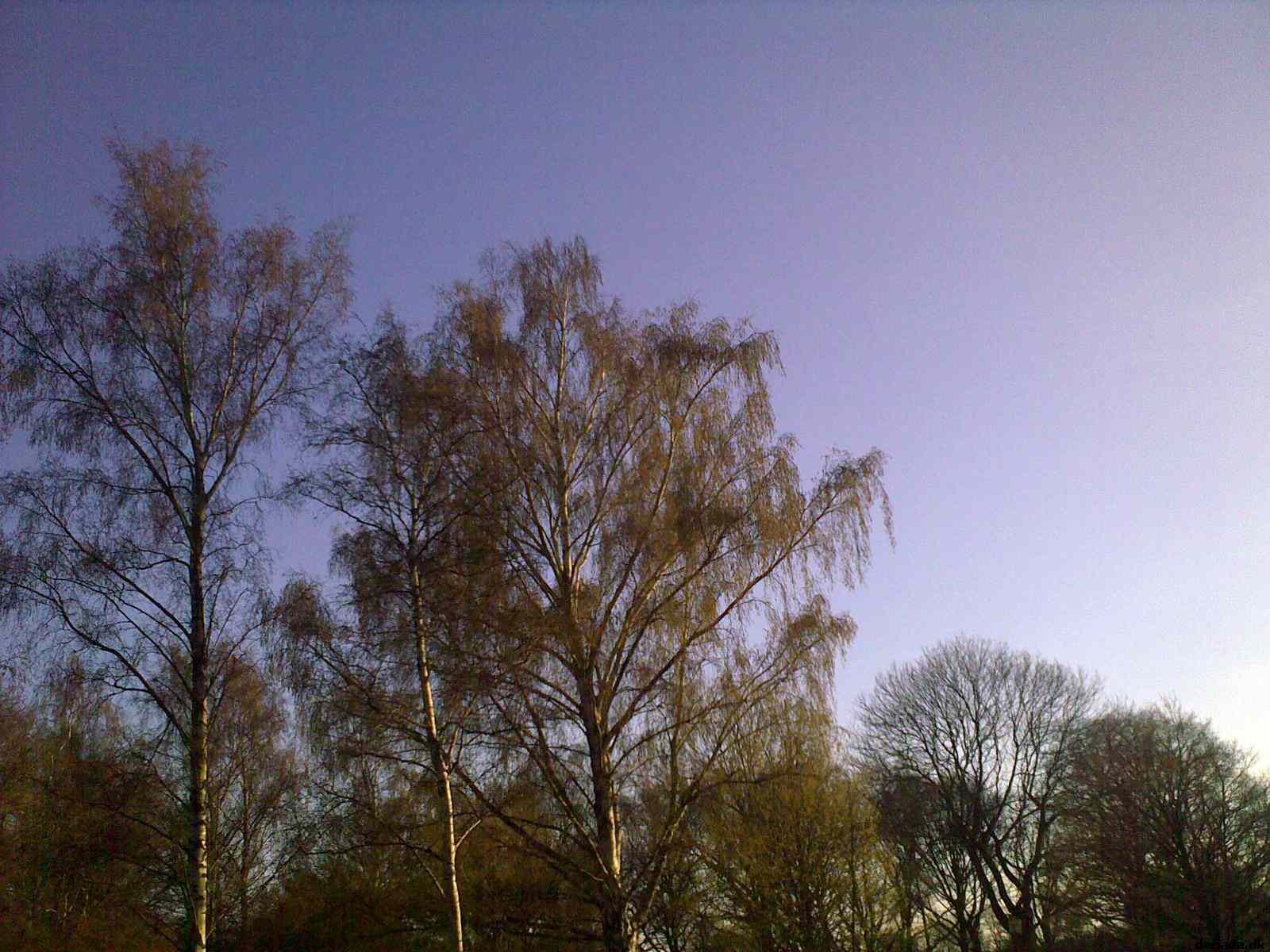 * Image 10
