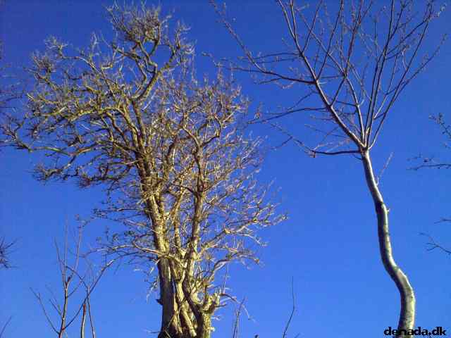 * Image 5