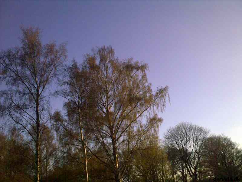 * Image 10