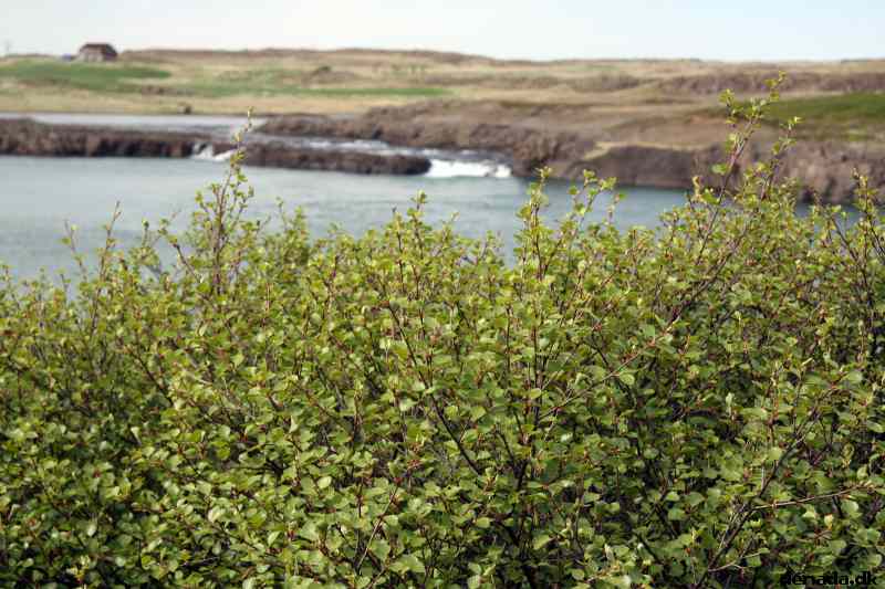 * Image 66