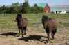201006050286m.jpg - 2010:06:05 09:16:09