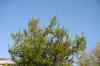 201006070722m.jpg - 2010:06:07 13:14:57