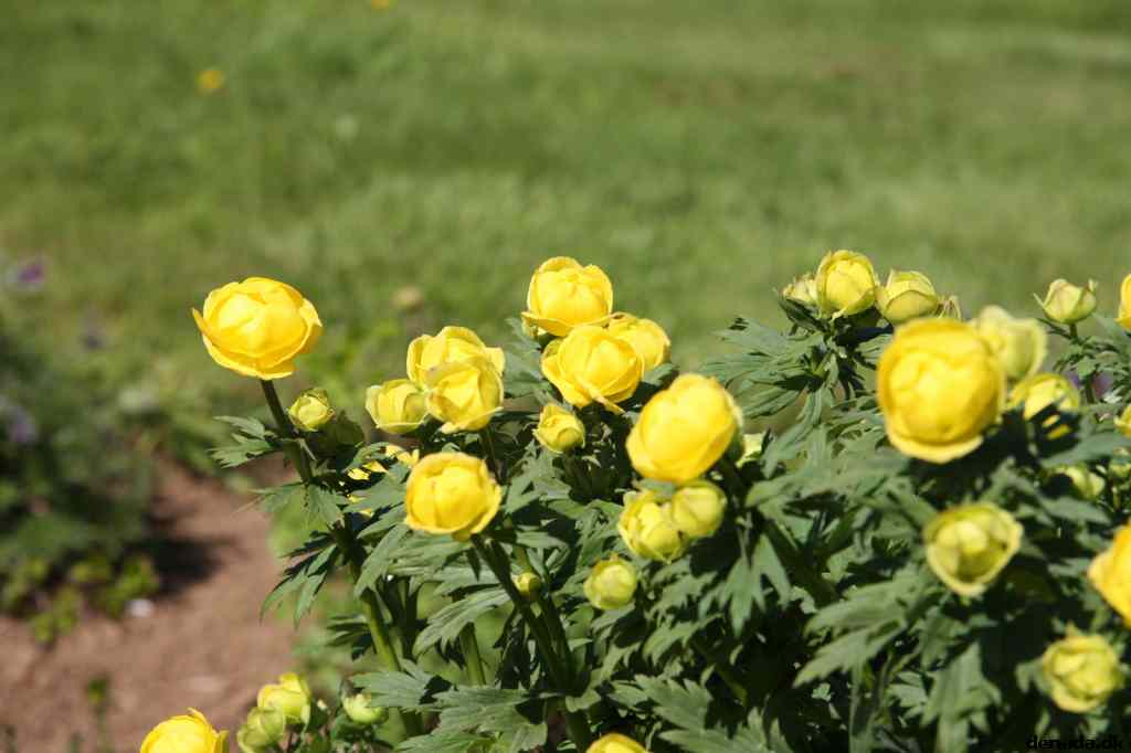 * Image 32
