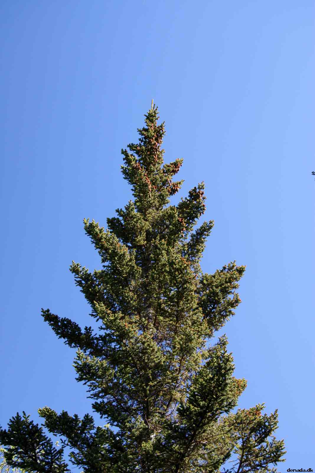 * Image 31