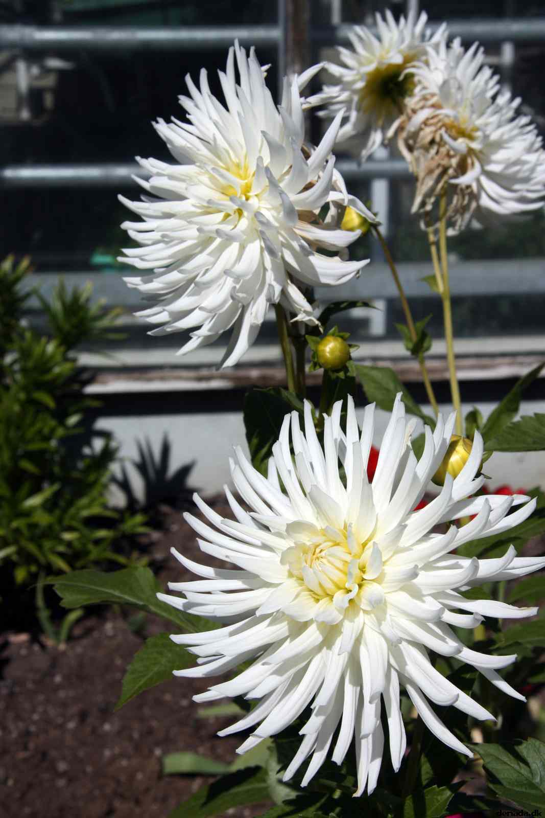 * Image 42
