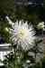 201006070726m.jpg - 2010:06:07 13:29:34