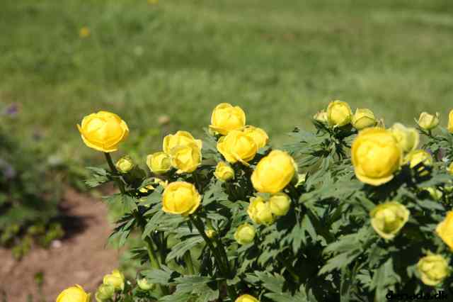 * Image 32