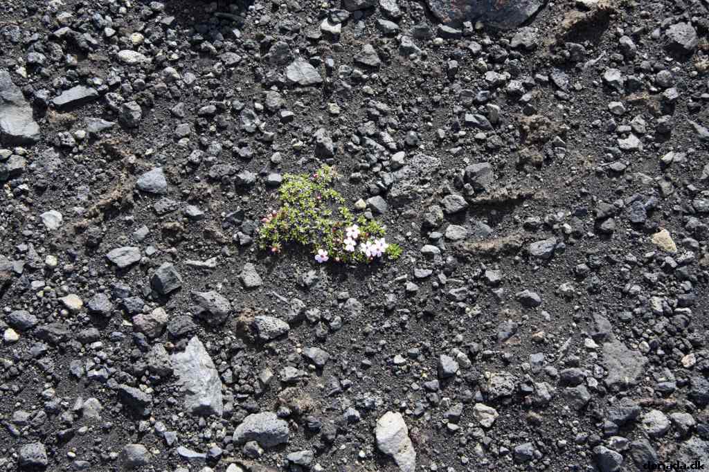* Image 134