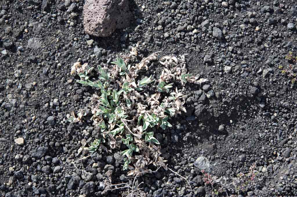 * Image 155